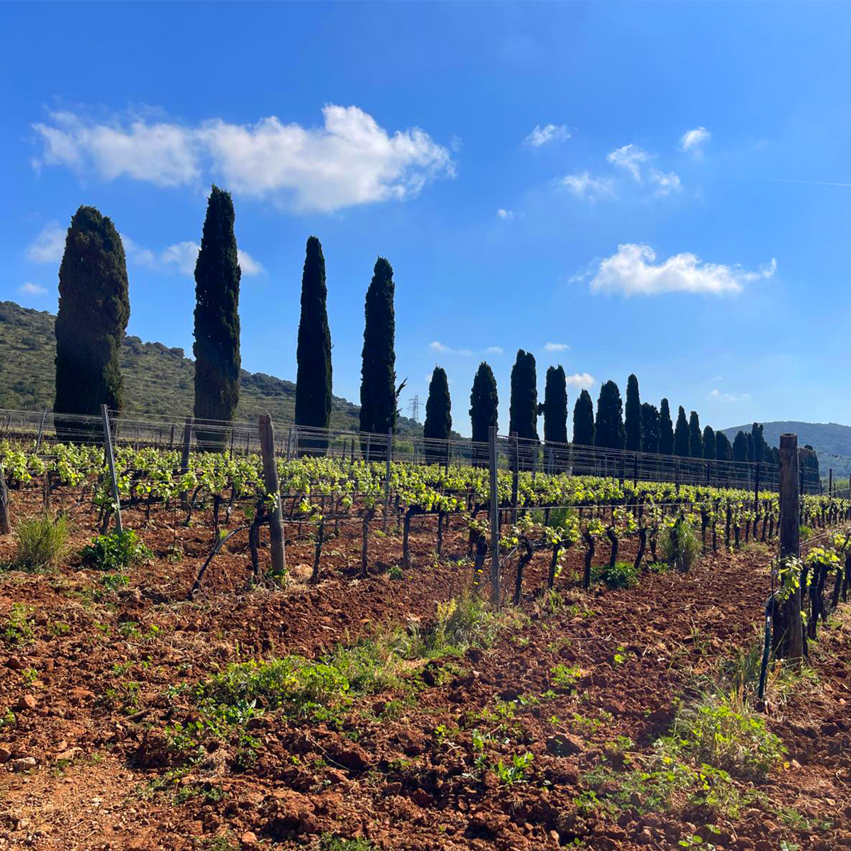 Vinitaly 2026 Pepi Lignana Wine 11
