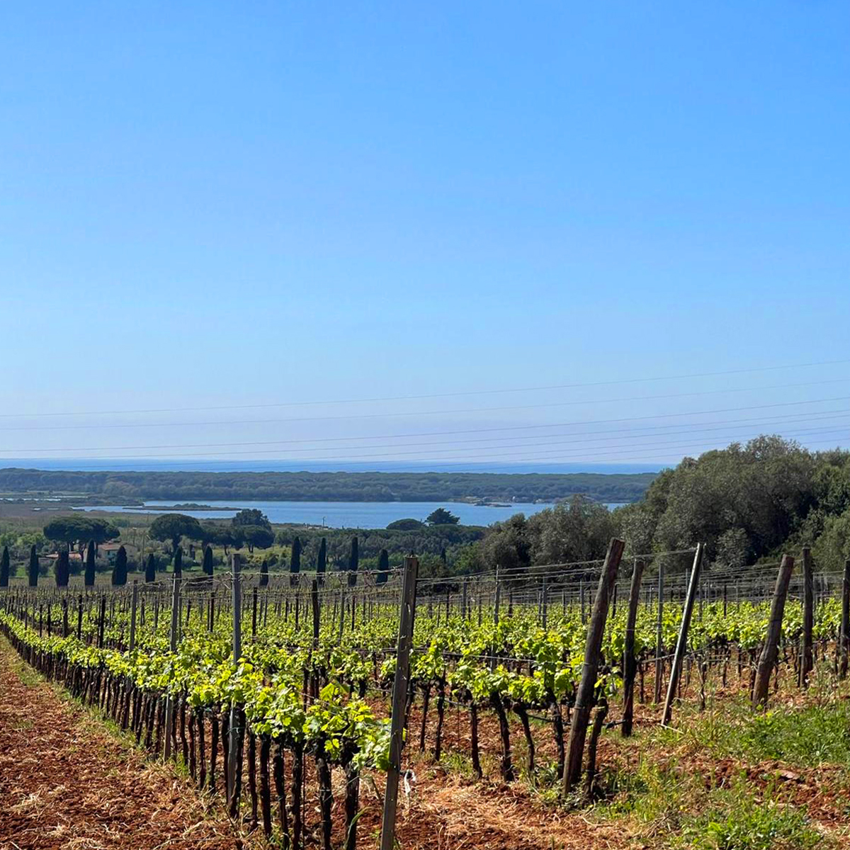 Vinitaly 2026 Pepi Lignana Wine 9