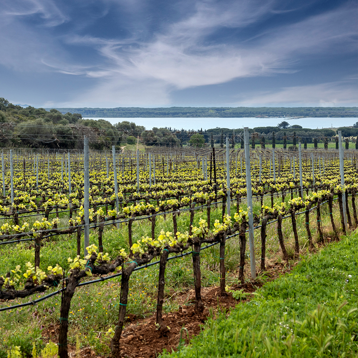 Pepi Lignana Wine Vini Biologici 4