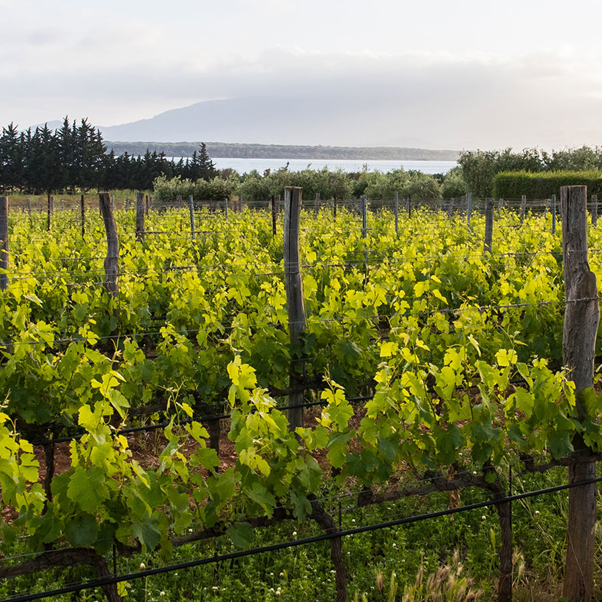 Pepi Lignana Wine Vini Biologici 5