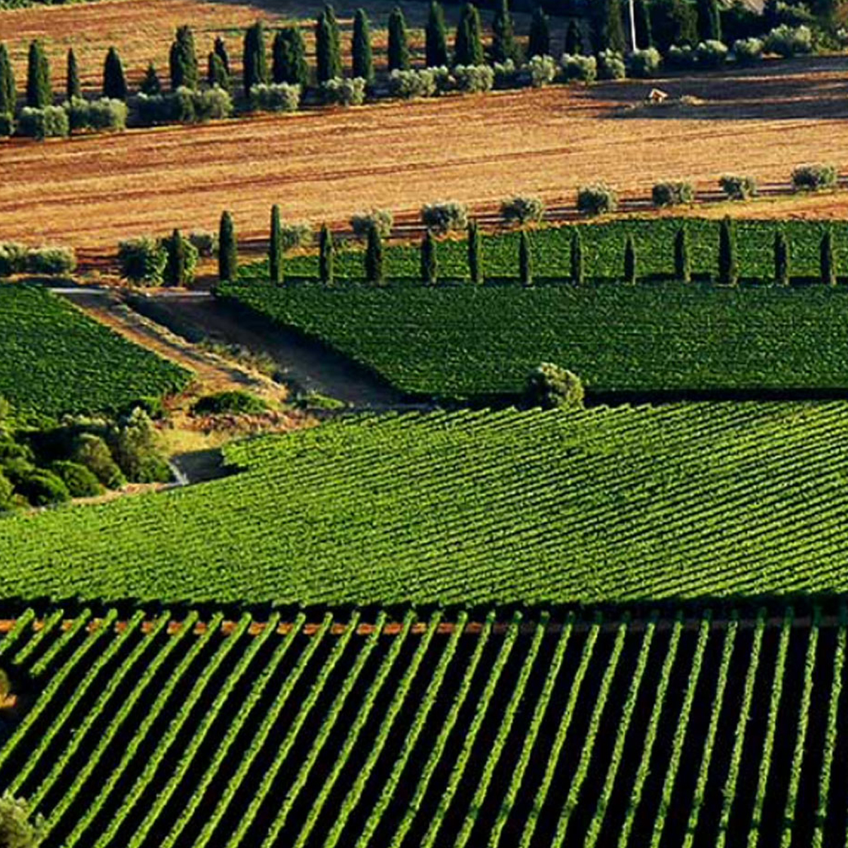 Pepi Lignana Wine Vini Biologici 6