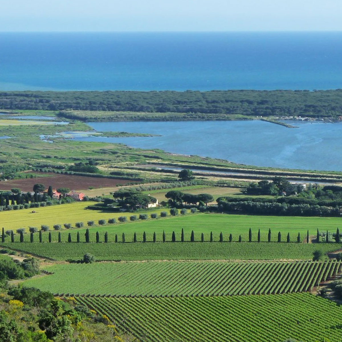 Pepi Lignana Wine Vini Biologici 7