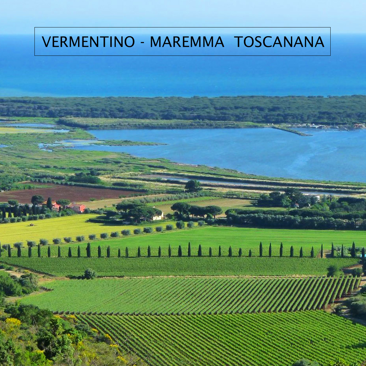 Rolle Vs Vermentino Maremma Toscana Pepi Lignana Wine