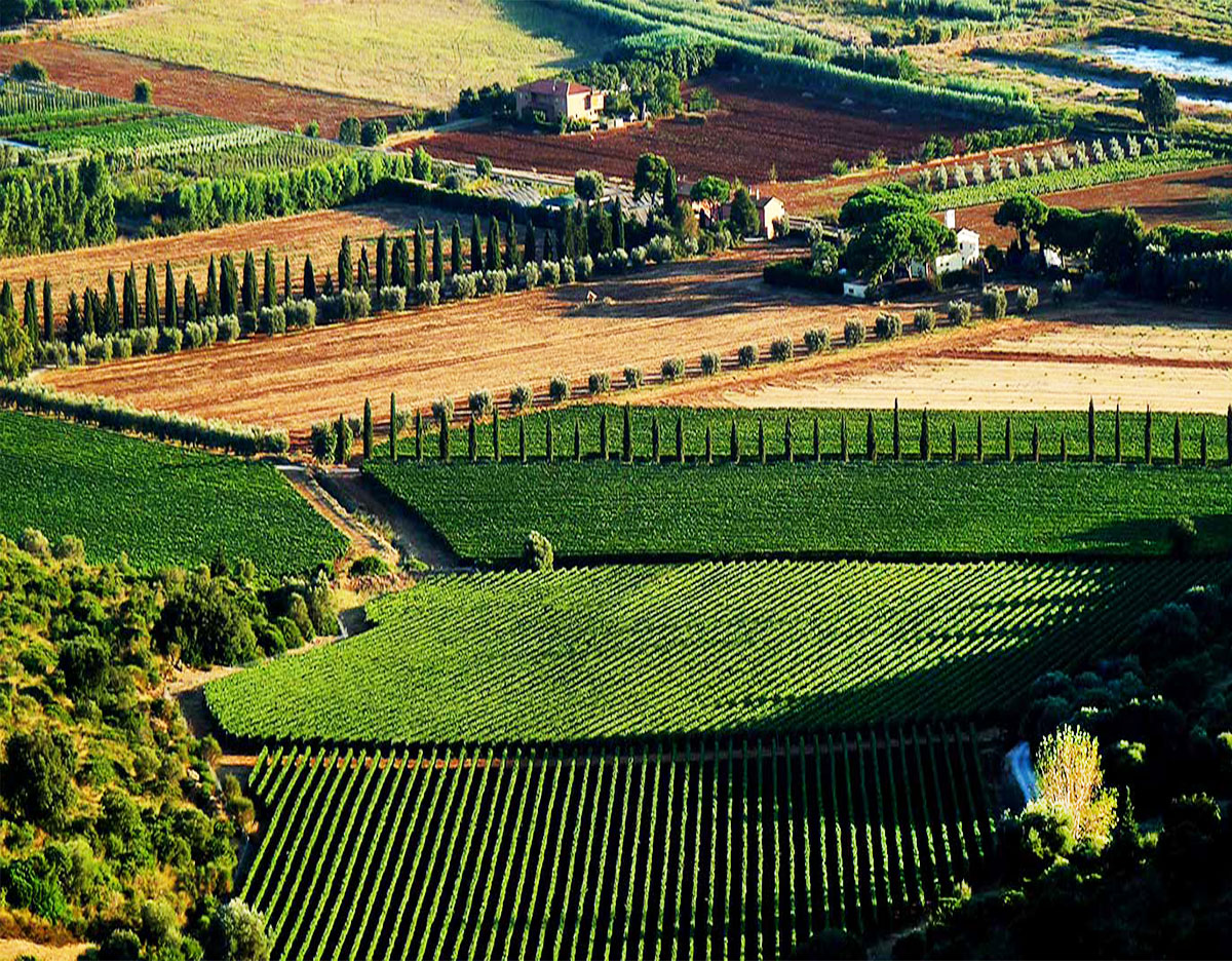 Territorio Pepi Lignana Wine 4