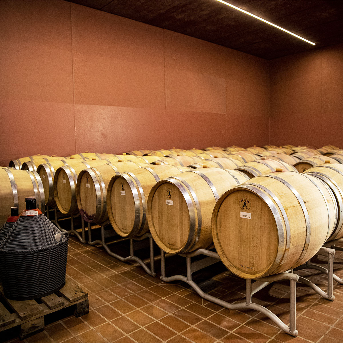 Visite Degustazioni Vino Pepi Lignana Wine 9